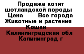 Продажа котят шотландской породы › Цена ­ - - Все города Животные и растения » Кошки   . Калининградская обл.,Калининград г.